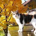 Prázdninový dům In Mit Terrasse- Grill By Interhome