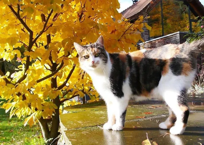 Дом отдыха In Mit Terrasse- Grill By Interhome